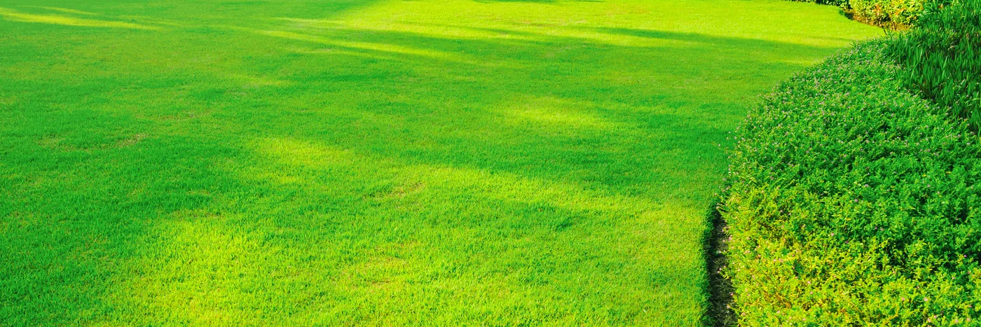 A trimmed front lawn framed by clipped shrubs and flower beds